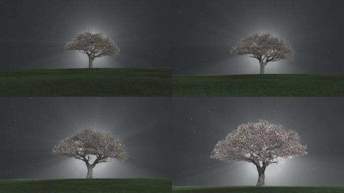 夜晚的光树孤独的树一棵树寂静