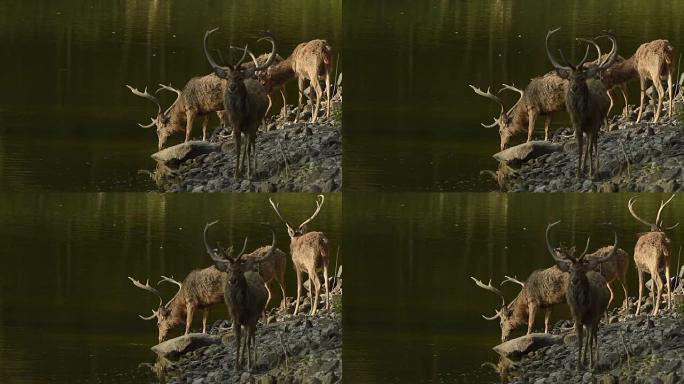 泰国的野生动物生态自然景色一群鹿实拍