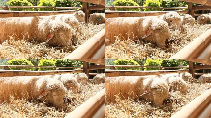 农场里的绵羊放牧