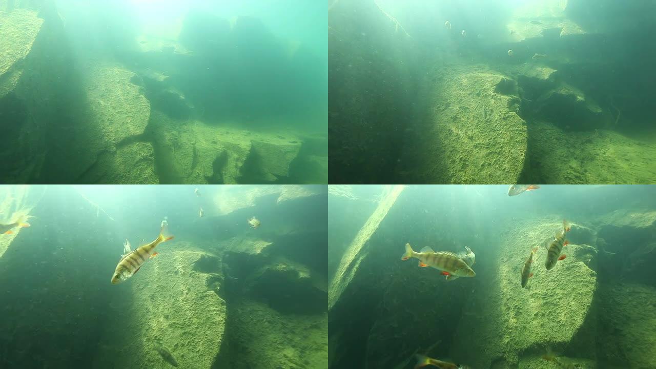 自由潜水员在水下观看栖息的情侣