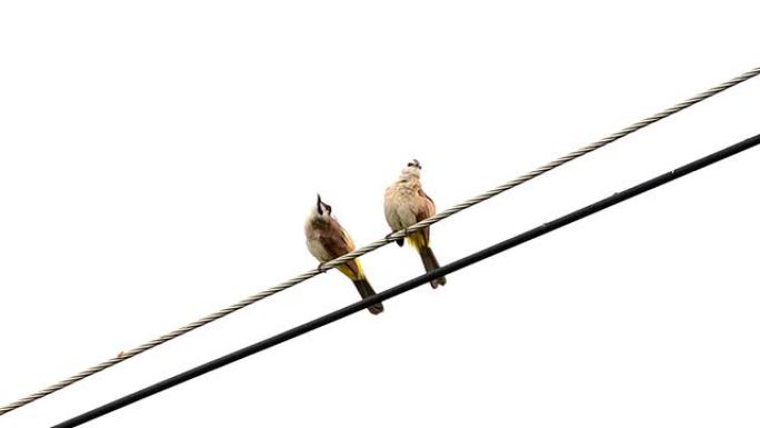 两只鸟湿在电线上