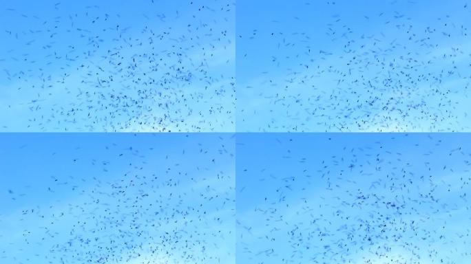 无刺蜜蜂飞过蓝天一群蜜蜂特写实拍