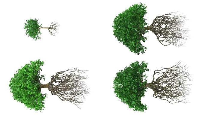 围绕有根的彩色生长树的动画