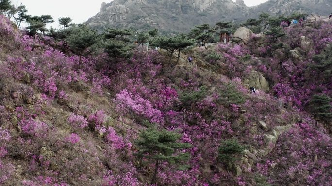 青岛大珠山杜鹃花海风光