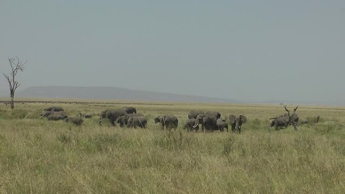 大象群自然景色一群大象实拍