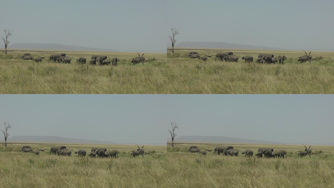 大象群自然景色一群大象实拍