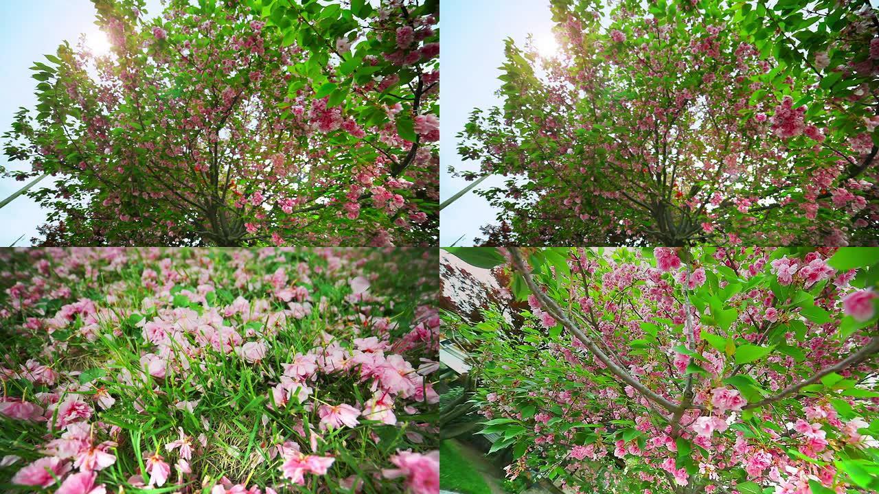 美丽的春天景象，树叶从树上飘落辛西娅杜鹃花