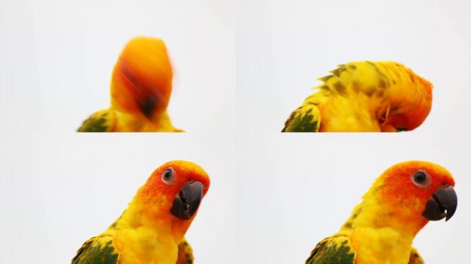 太阳鹦鹉。特写镜头