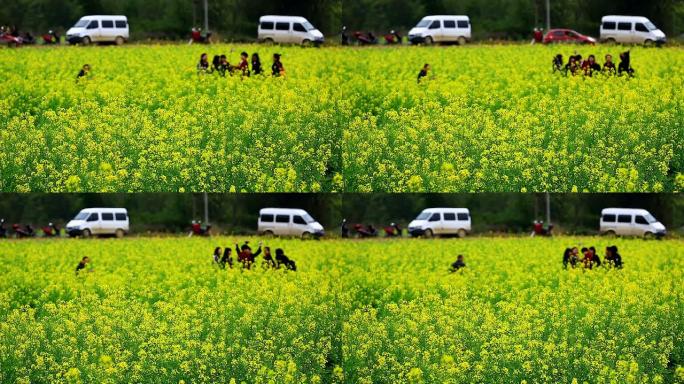 黄色的花田黄色的花田油菜花