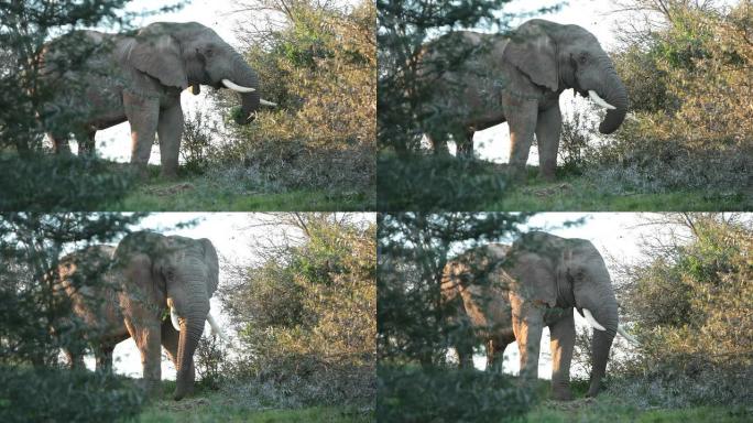 从荆棘树上吃东西非洲动物非洲大地大象觅食