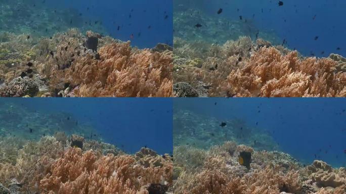 黑金鱼，学校教育，软珊瑚，印度尼西亚