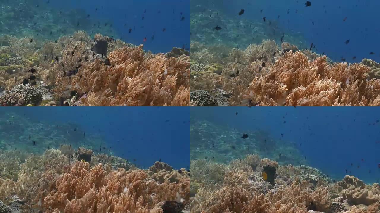 黑金鱼，学校教育，软珊瑚，印度尼西亚