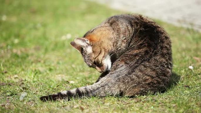 猫自己清洗（小猫梳毛）