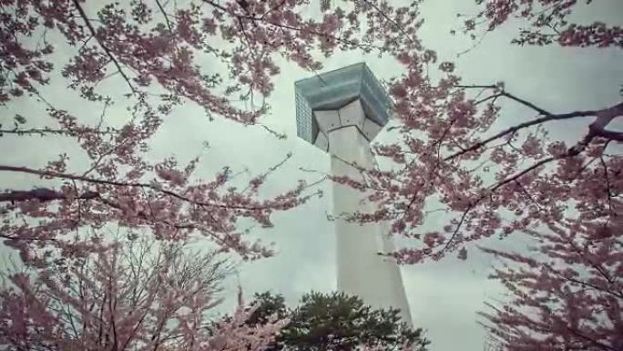 日本的五棱郭塔函馆，樱花