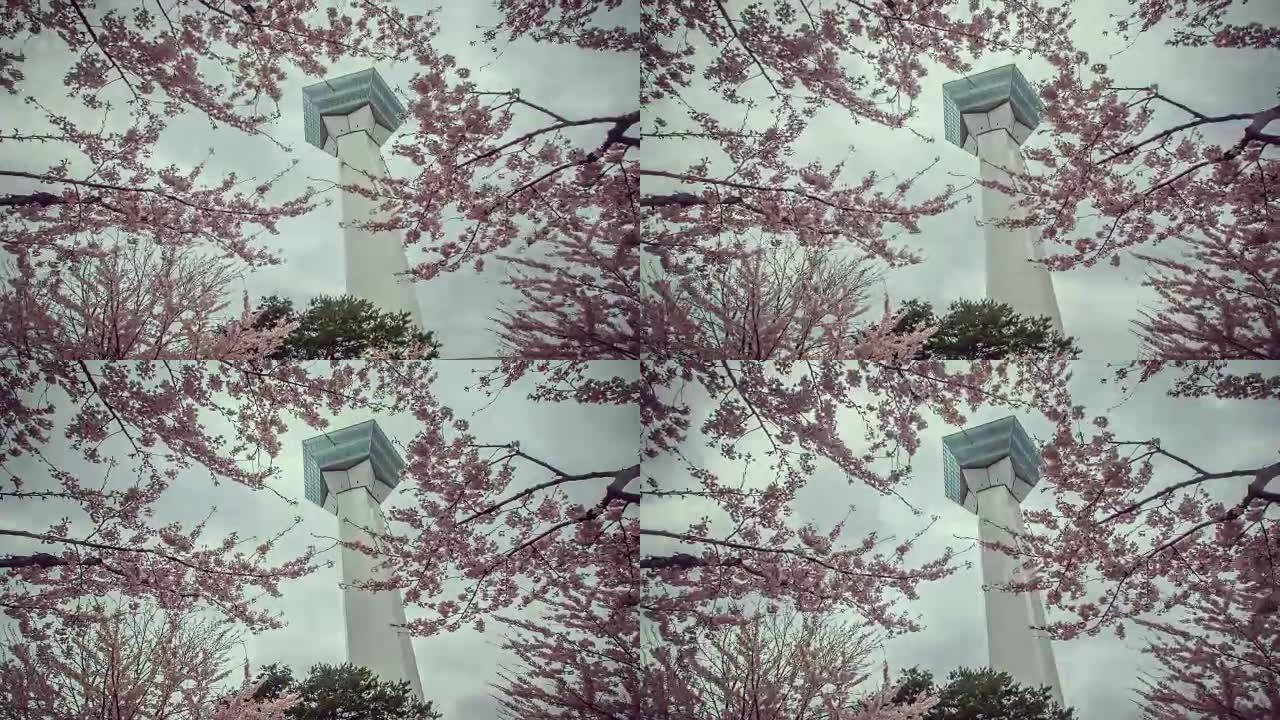 日本的五棱郭塔函馆，樱花