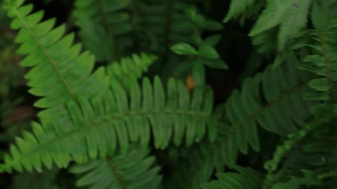 蕨类植物: 雨林蕨类植物雨林