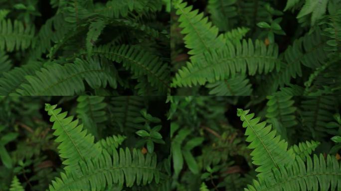 蕨类植物: 雨林蕨类植物雨林