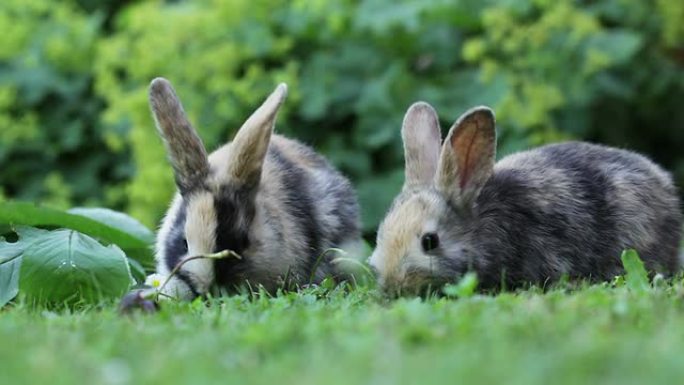 两只小兔子在吃樱桃