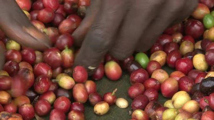 人工分拣收获的公平贸易咖啡豆
