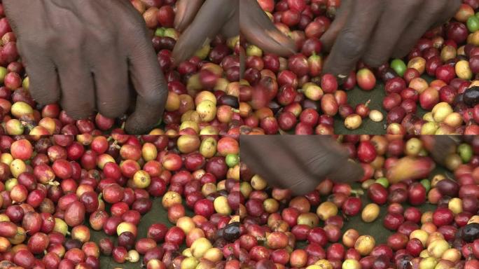 人工分拣收获的公平贸易咖啡豆