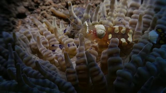 印度尼西亚共生性感海葵虾特写镜头 (4K)