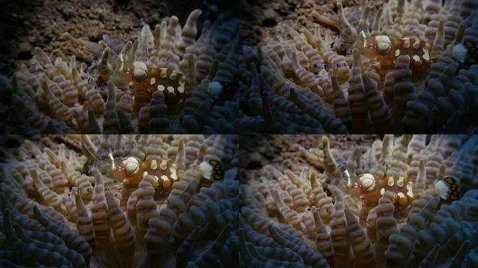 印度尼西亚共生性感海葵虾特写镜头 (4K)