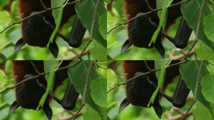 树上的果蝙蝠野生动物保护生物生态飞翔飞鸟