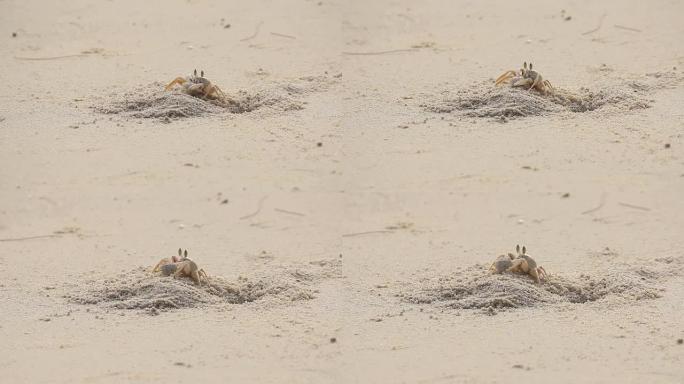 热带海滩上的螃蟹