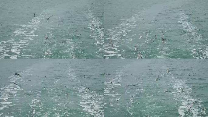 跟随海鸥在游轮船尾后面的泡沫状轨道上飞行的船