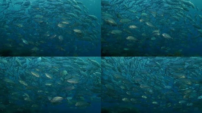 印度尼西亚巴厘岛 (4K) 海面下的Trevally Jackfish，游泳