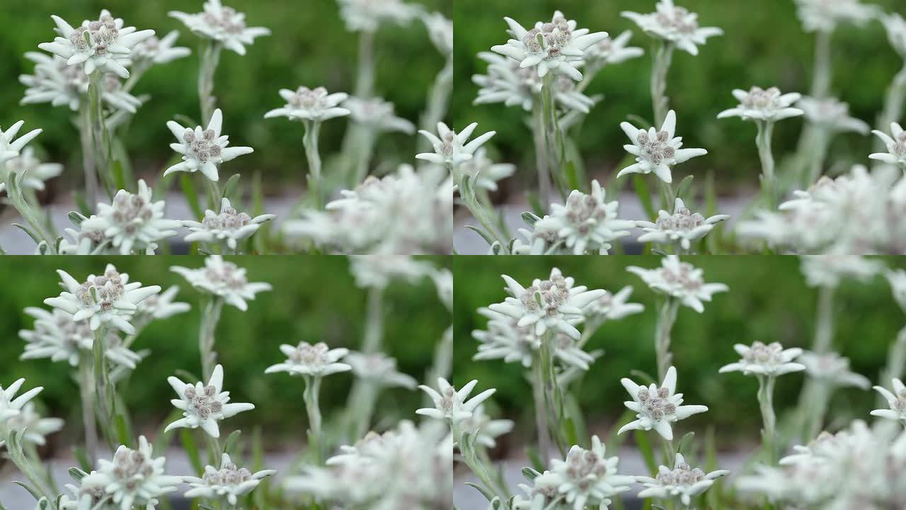 雪绒花特写