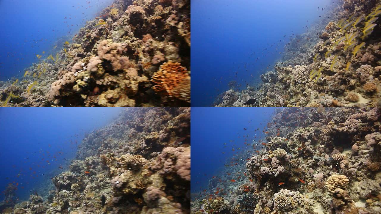 珊瑚和鱼热带鱼群海洋大海野生动物