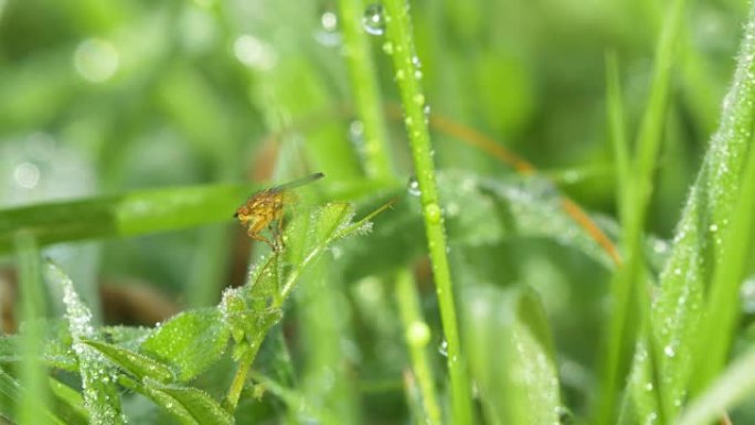 在绿叶上飞翔，宏观特写