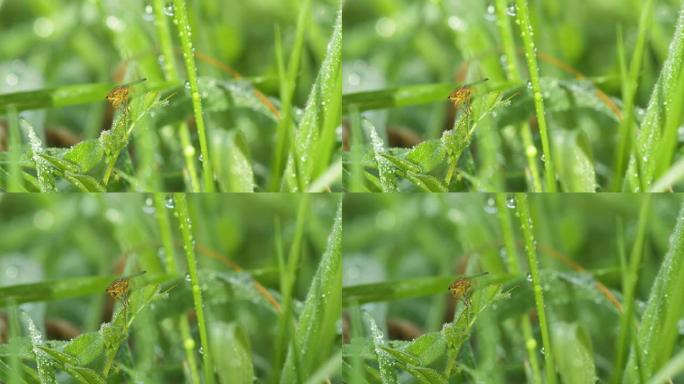 在绿叶上飞翔，宏观特写
