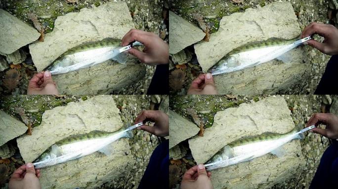 测量鱼。角膜白斑钓到鱼战绩海鱼