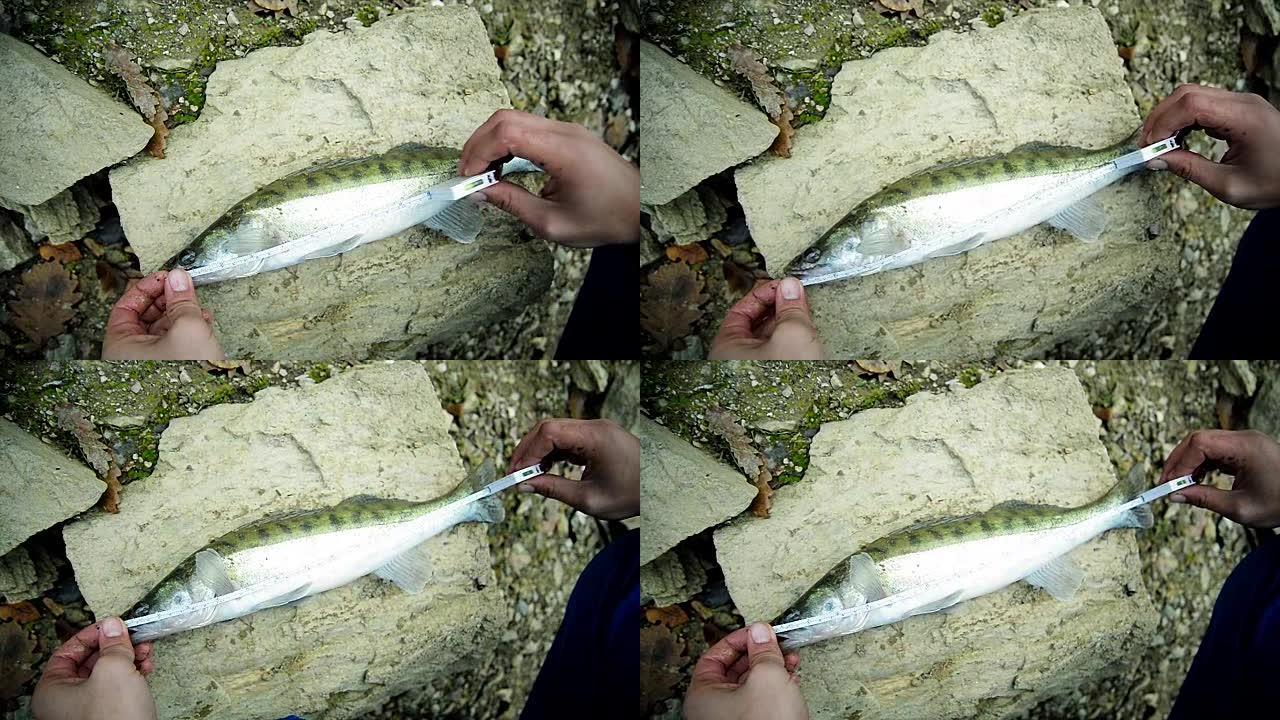 测量鱼。角膜白斑钓到鱼战绩海鱼