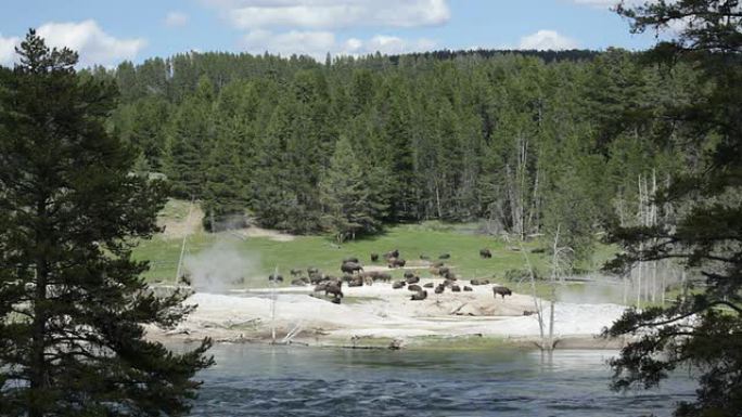 宽高清视频怀俄明州黄石河热喷口附近的野牛