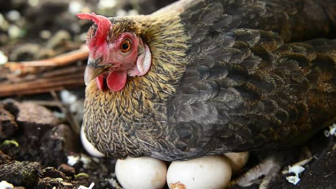 小鸡孵化蛋农村饲养业家禽饲养母鸡孵蛋