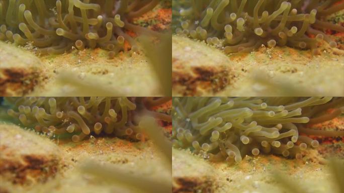 海葵虾海葵虾群海洋大海野生动物