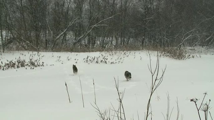 吓唬狼雪地