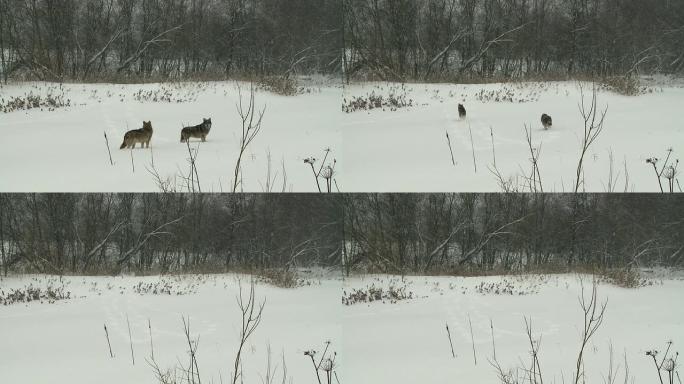 吓唬狼雪地