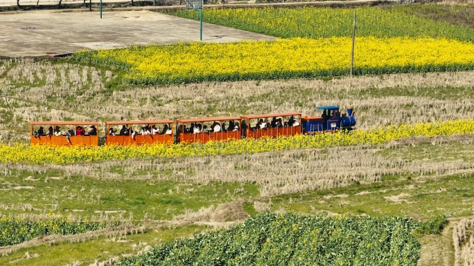 婺源严田景区油菜花海小火车