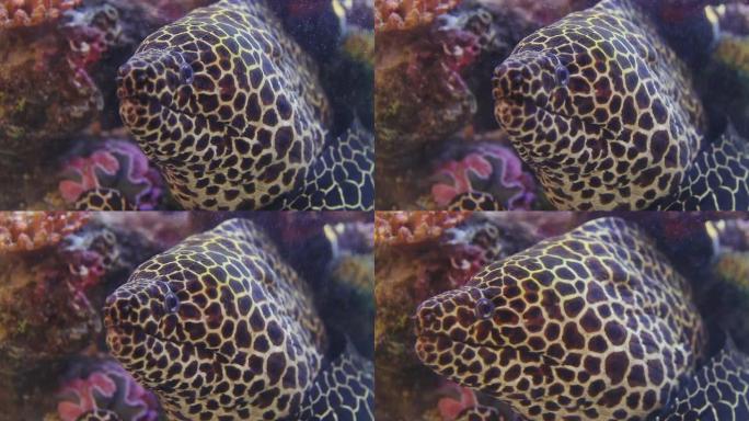 裸胸鳗热带鱼海洋大海野生动物