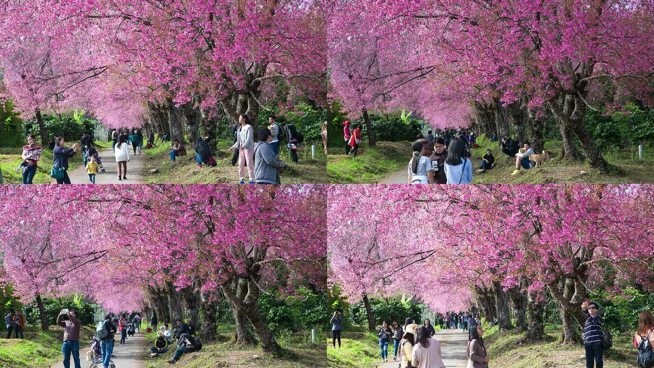 在樱花公园旅行，时间流逝。