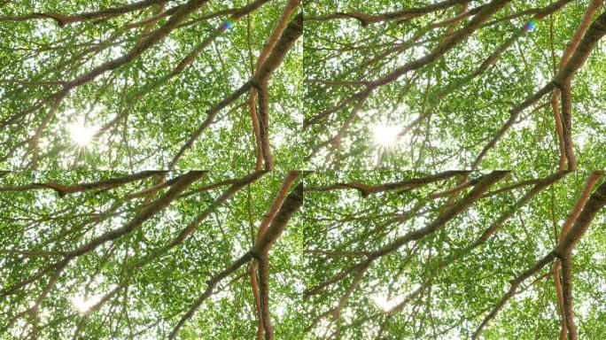 带有太阳耀斑的自然背景树