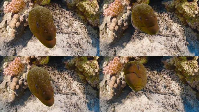 海鳗海鱼海洋深海