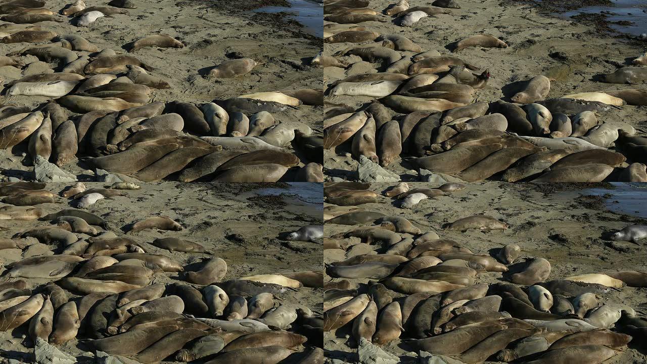 海豹海洋世界海豹表演海上乐园