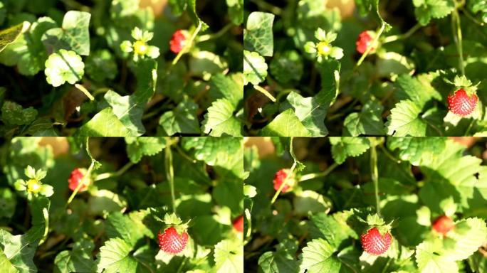 野生草莓野生草莓