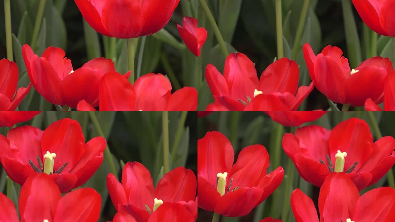 红色郁金香多莉红花