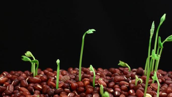 生长在黑色背景下的大豆